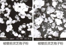 午夜十八禁在线观看是不是破壁機？什麽是破壁？